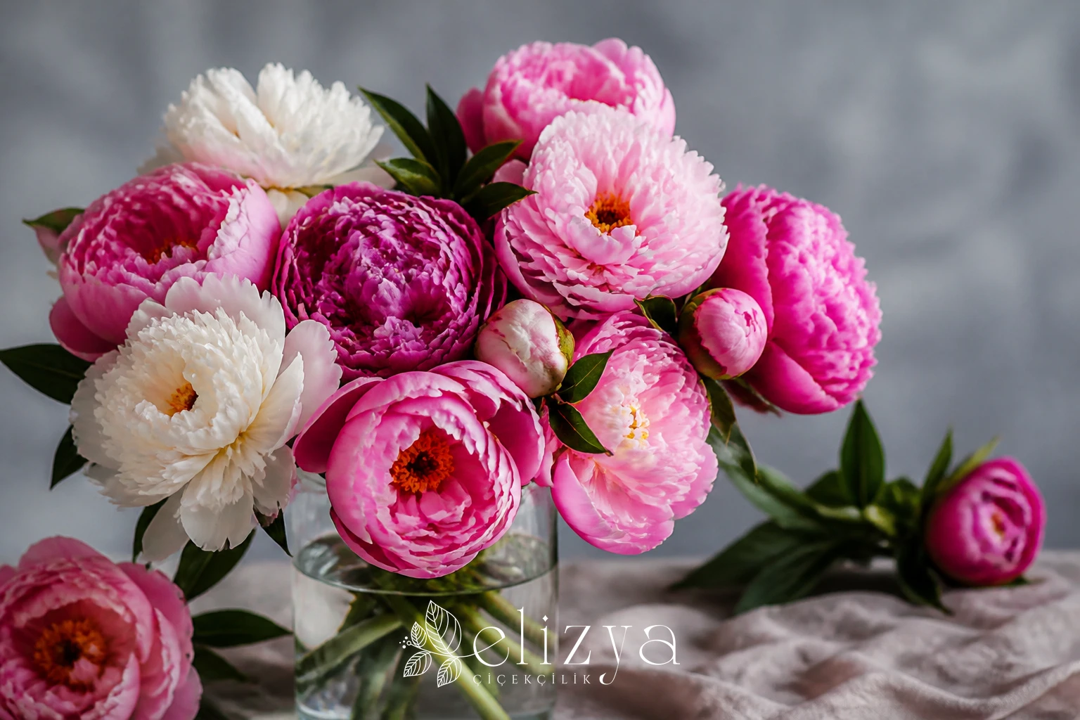 Şakayık (Peony) Rehberi: Dolgun Taç Yapraklarıyla Zarafetin Zirvesi