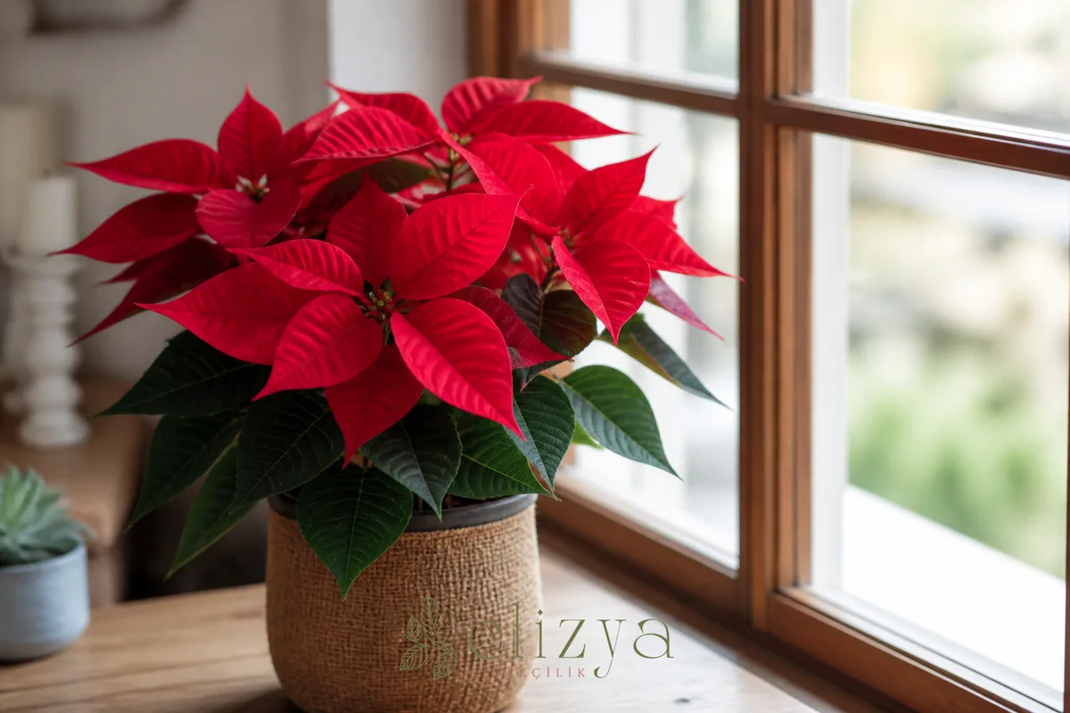 Atatürk Çiçeği (Poinsettia) Bakımı: Kışın Kırmızıya Bürünen Çiçek