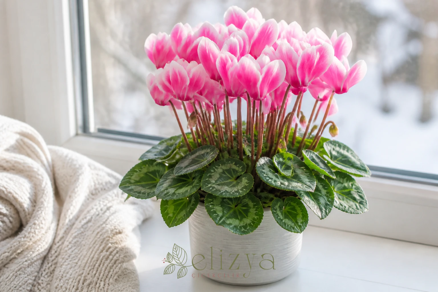 Siklamen (Cyclamen) Bakımı: Kışın Çiçek Açan Zarif Salon Bitkisi