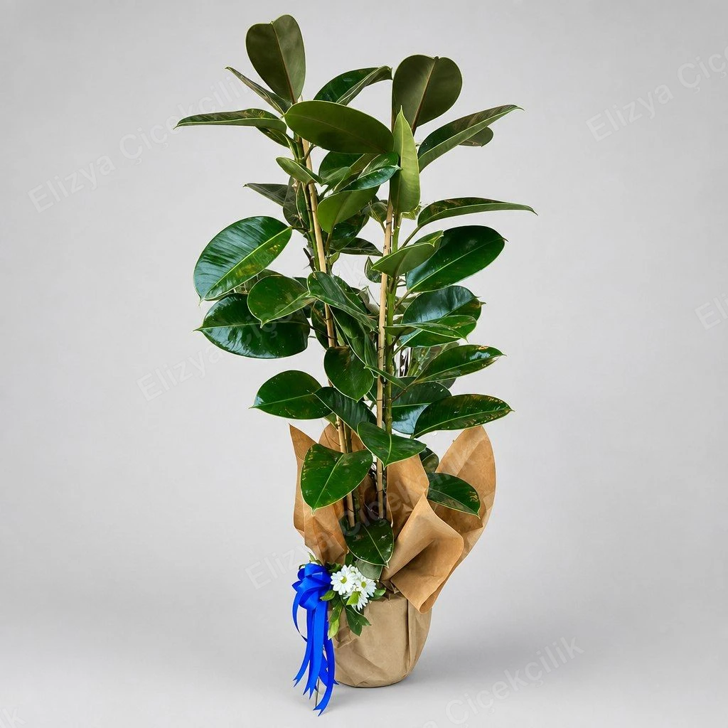 Verdant Charm — Kauçuk Bitkisi (Ficus Elastica) Kraft Ambalajlı