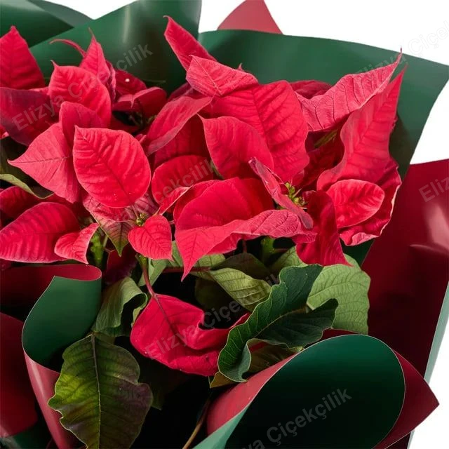 Festive Crimson Star — Atatürk Çiçeği (Poinsettia) - Yılbaşı Saksı — görsel 2