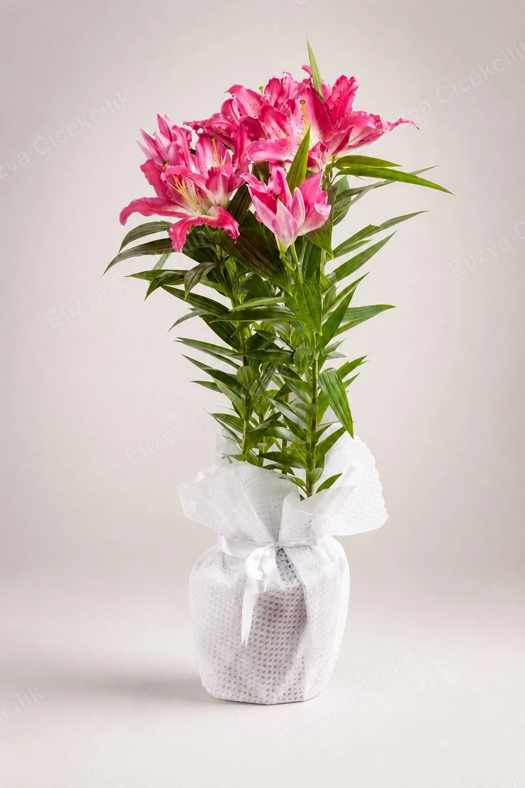 Blush Star Charm — Pembe Oryantal Lilyum (Stargazer) Beyaz File Ambalajlı