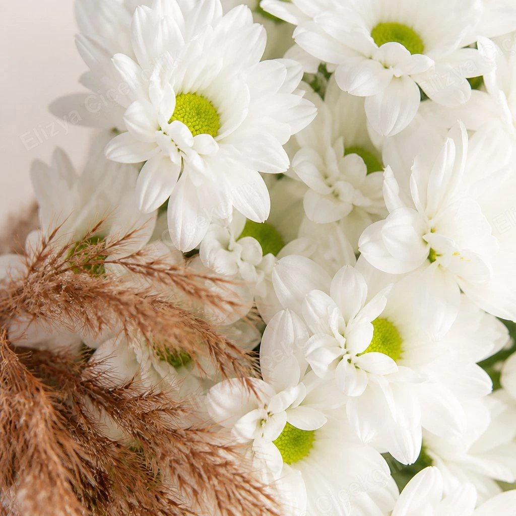 Pure Daisy — Beyaz Papatya Buketi (Naturel Ambalajlı) — görsel 3