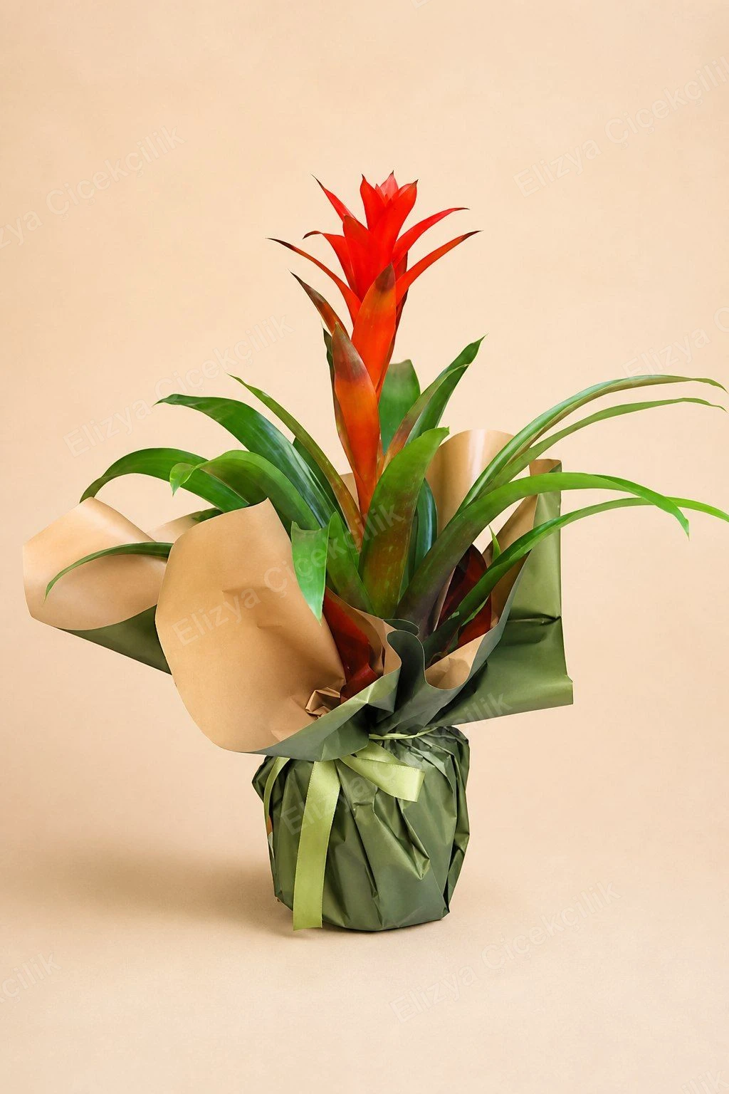 Kırmızı Guzmania Bromelya Saksı Bitkisi