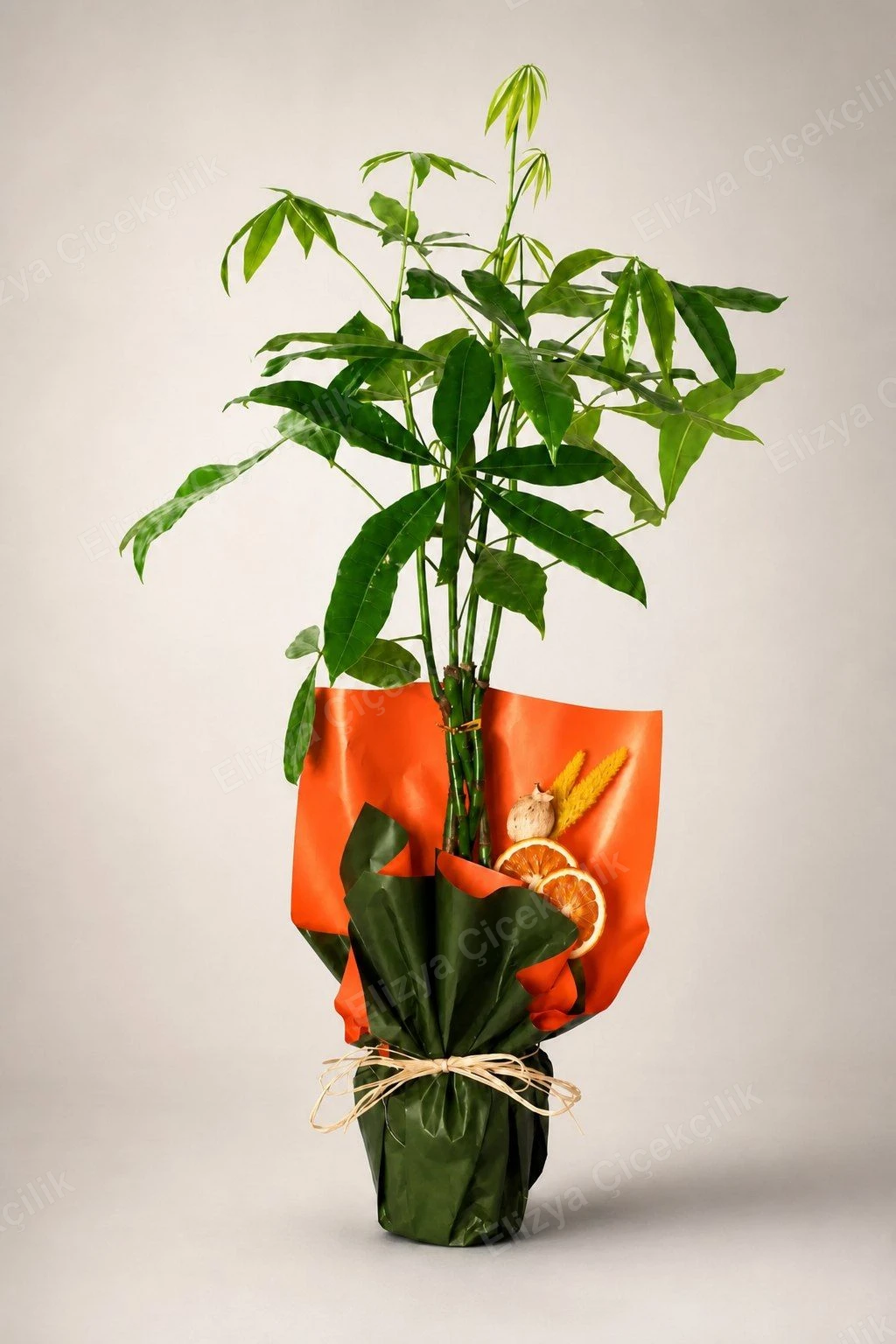Prosperity Charm — Pachira (Para Ağacı) Turuncu Folyo Kraft Ambalajlı