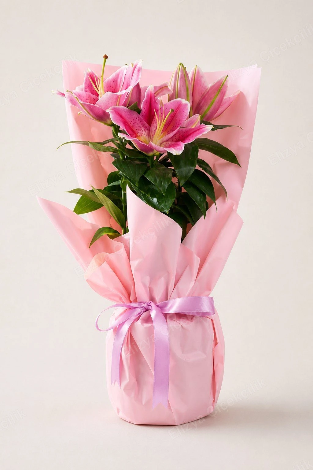 Pink Oriental Grace — Pembe Oryantal Zambak