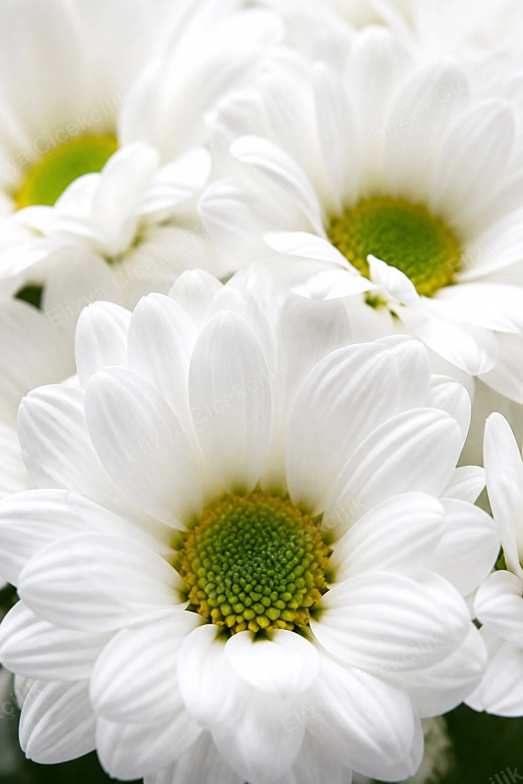 Pure Grace — Beyaz Papatya Buketi — Toz Pembe Ambalaj — görsel 2