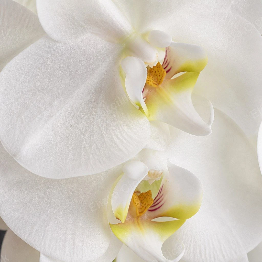 Serene White — Tek Dallı Beyaz Orkide Aranjmanı — görsel 3