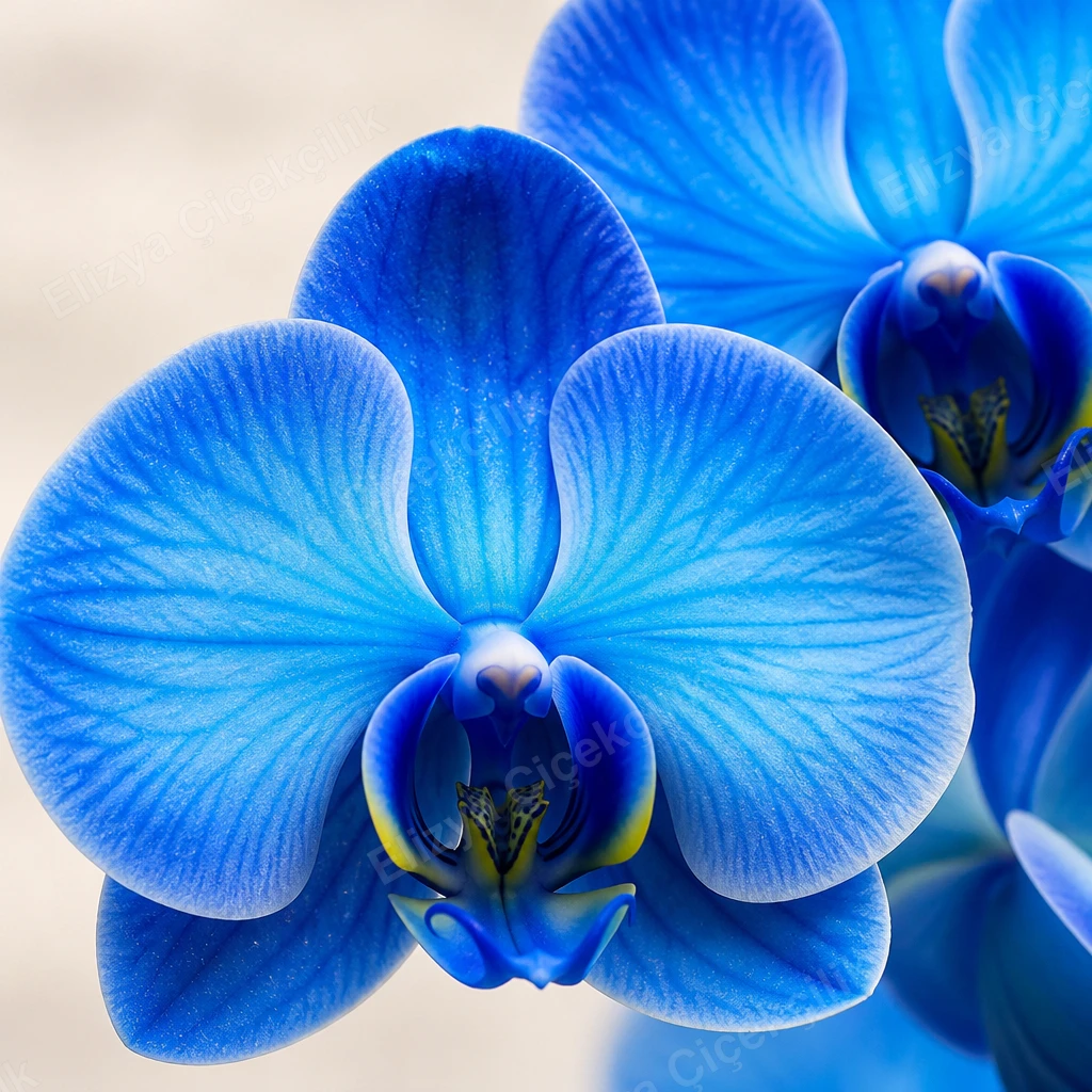 Mystic Blue — Mavi Orkide ve Beyaz Gül Aranjmanı — görsel 4