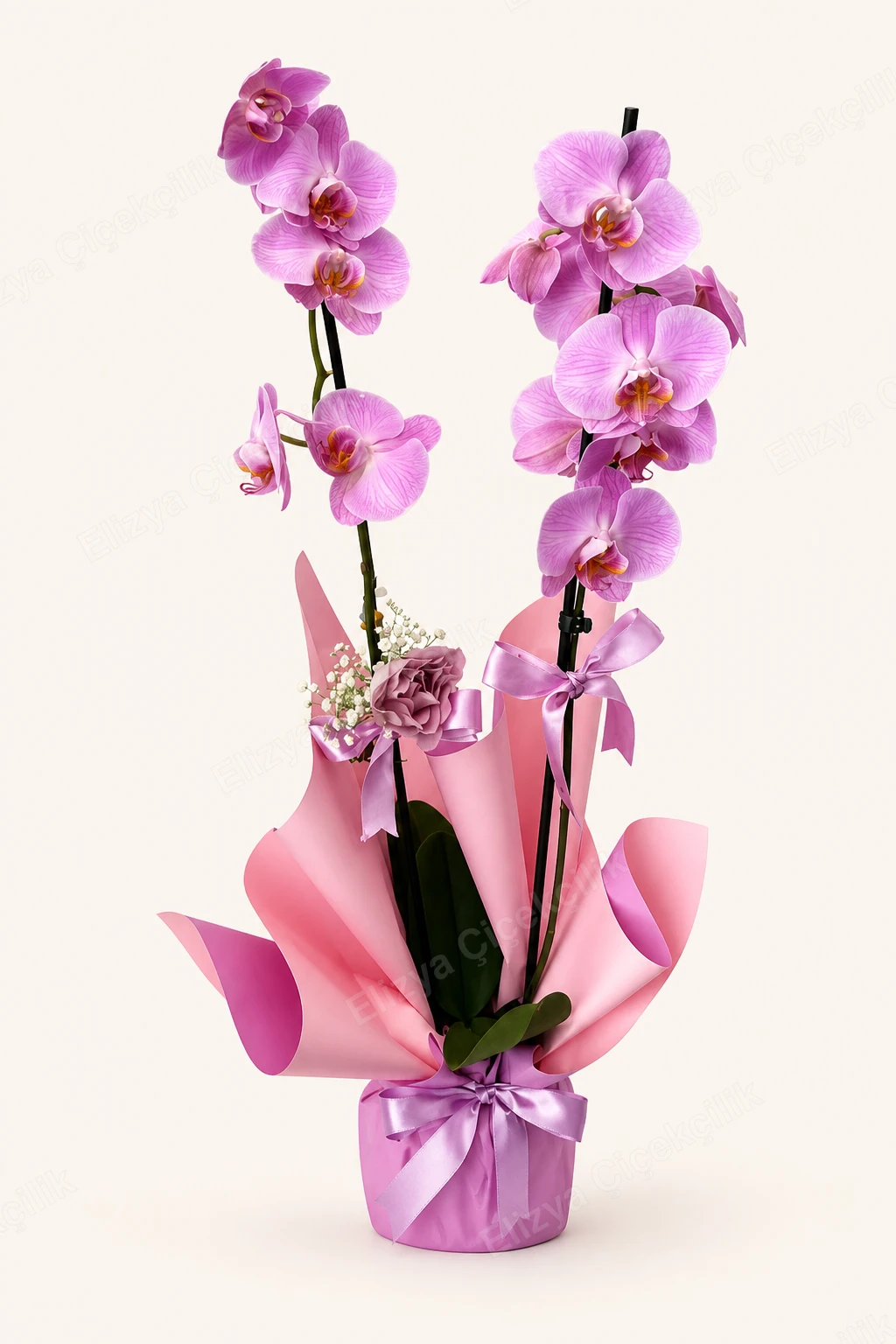 Lilac Grace — Çift Dallı Mor Orkide