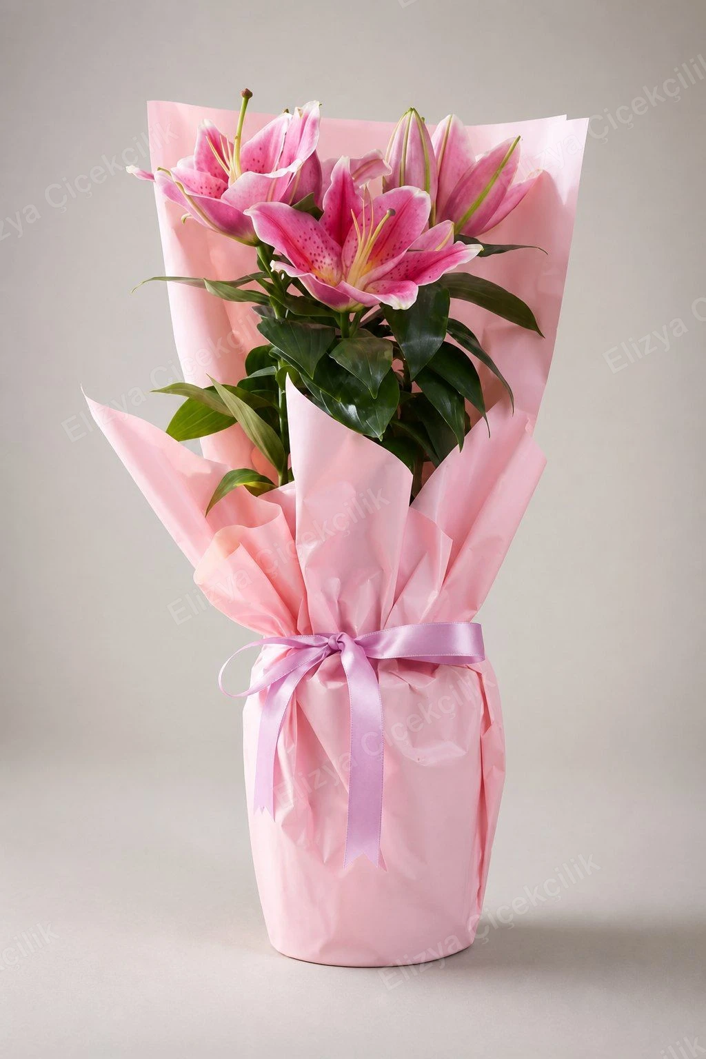 Pink Whisper — Pembe Oriental Lilyum