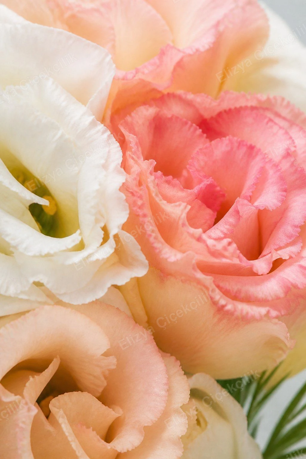 Blush Serenade — Pastel Lisyantus — görsel 3