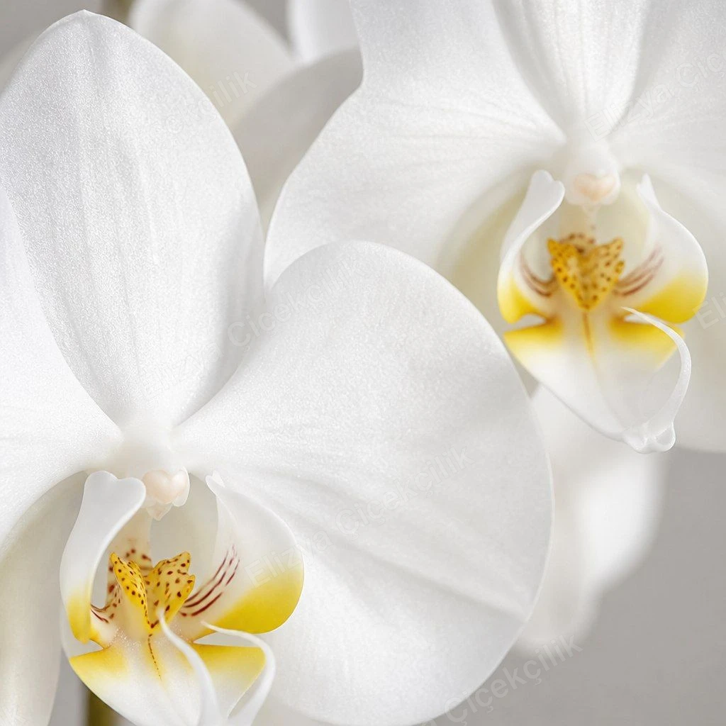 Pure Elegance — Çift Dallı Beyaz Orkide (Gazete Ambalajlı) — görsel 2