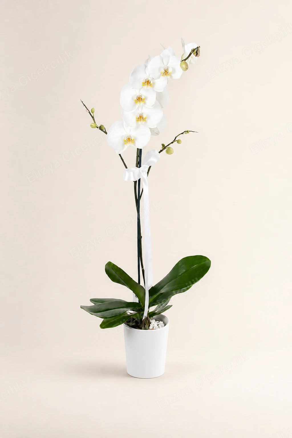 Snow Grace — Tek Dallı Beyaz Orkide