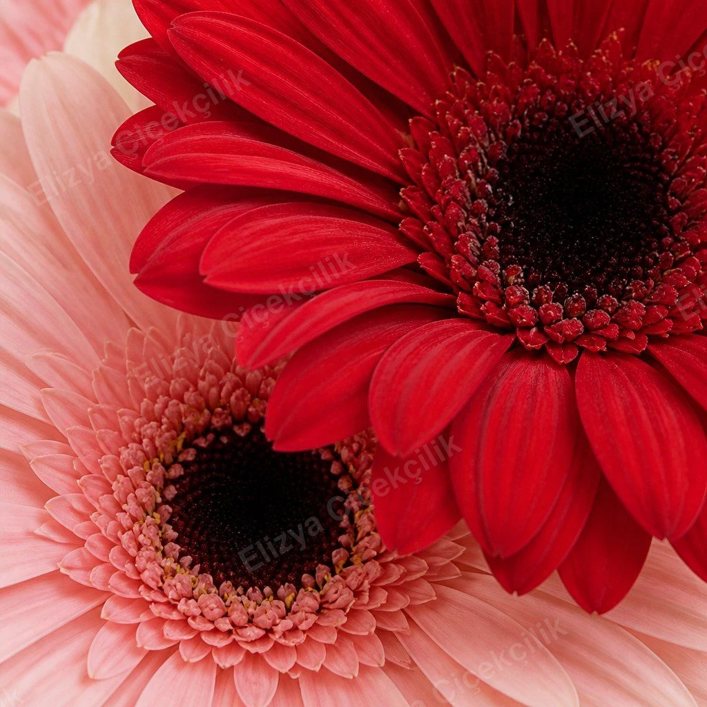 Joyful Blooms — Renkli Gerbera Aranjmanı — görsel 3