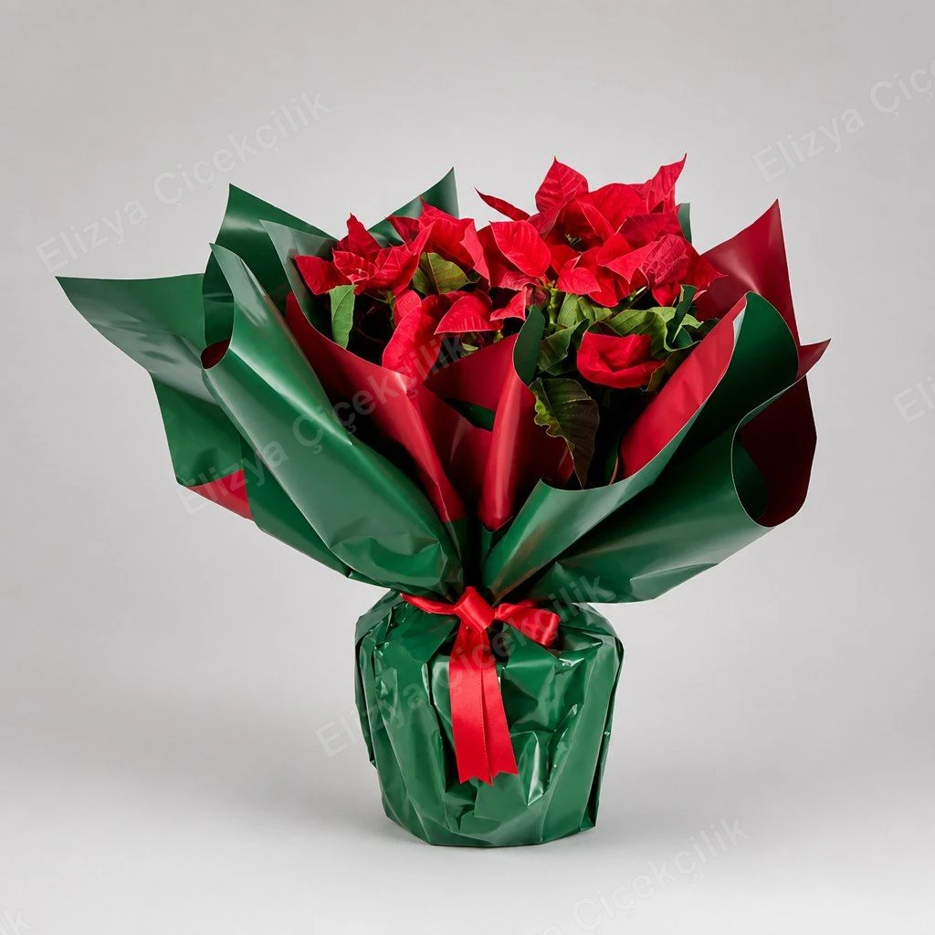 Festive Crimson Star — Atatürk Çiçeği (Poinsettia) - Yılbaşı Saksı
