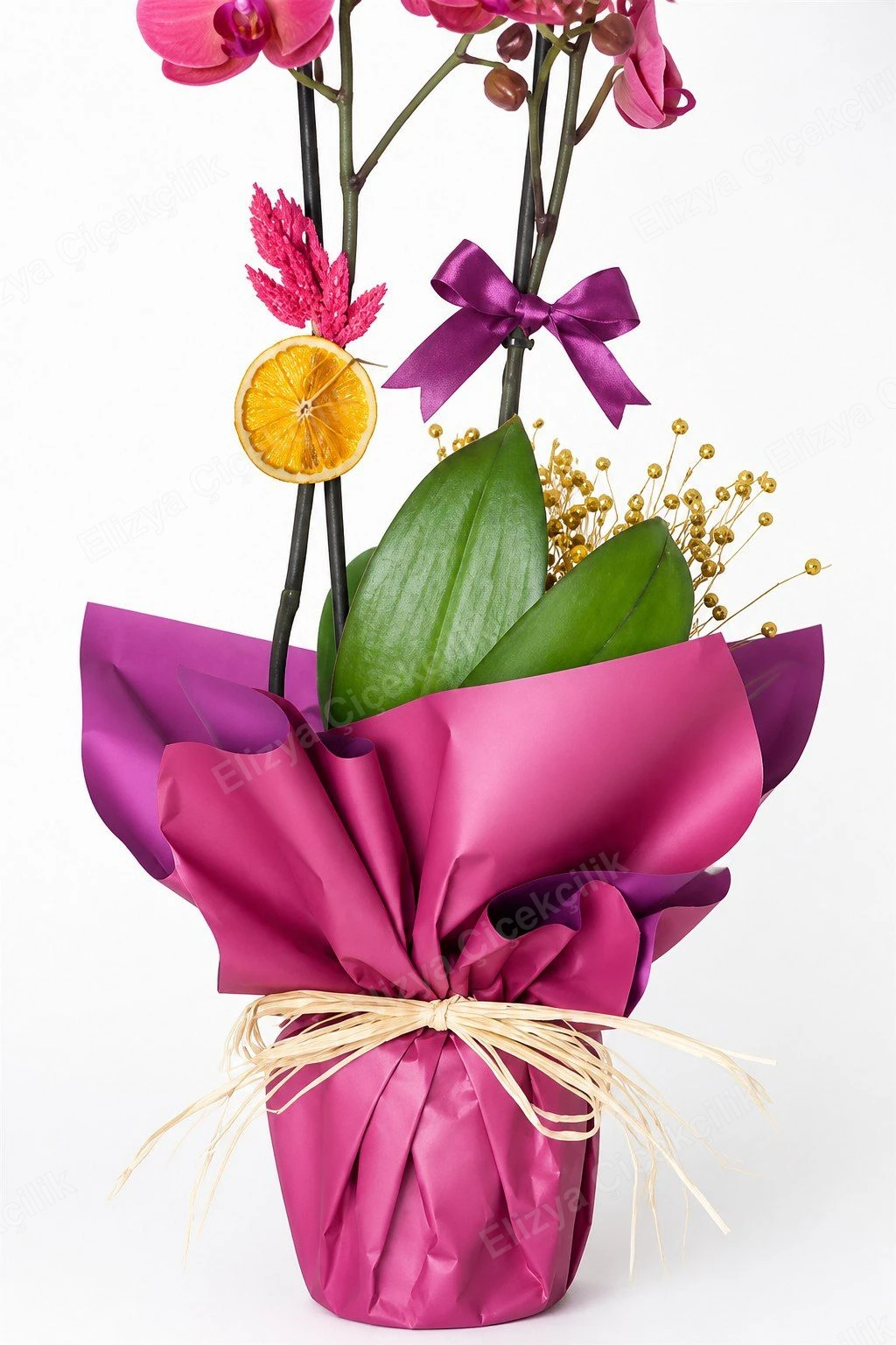 Scarlet Grace Orchid — Ateş Kırmızısı Çift Dal Orkide Mürdüm Folyo Ambalajlı — görsel 2