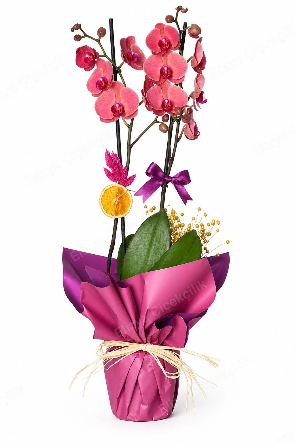 Scarlet Grace Orchid — Ateş Kırmızısı Çift Dal Orkide Mürdüm Folyo Ambalajlı