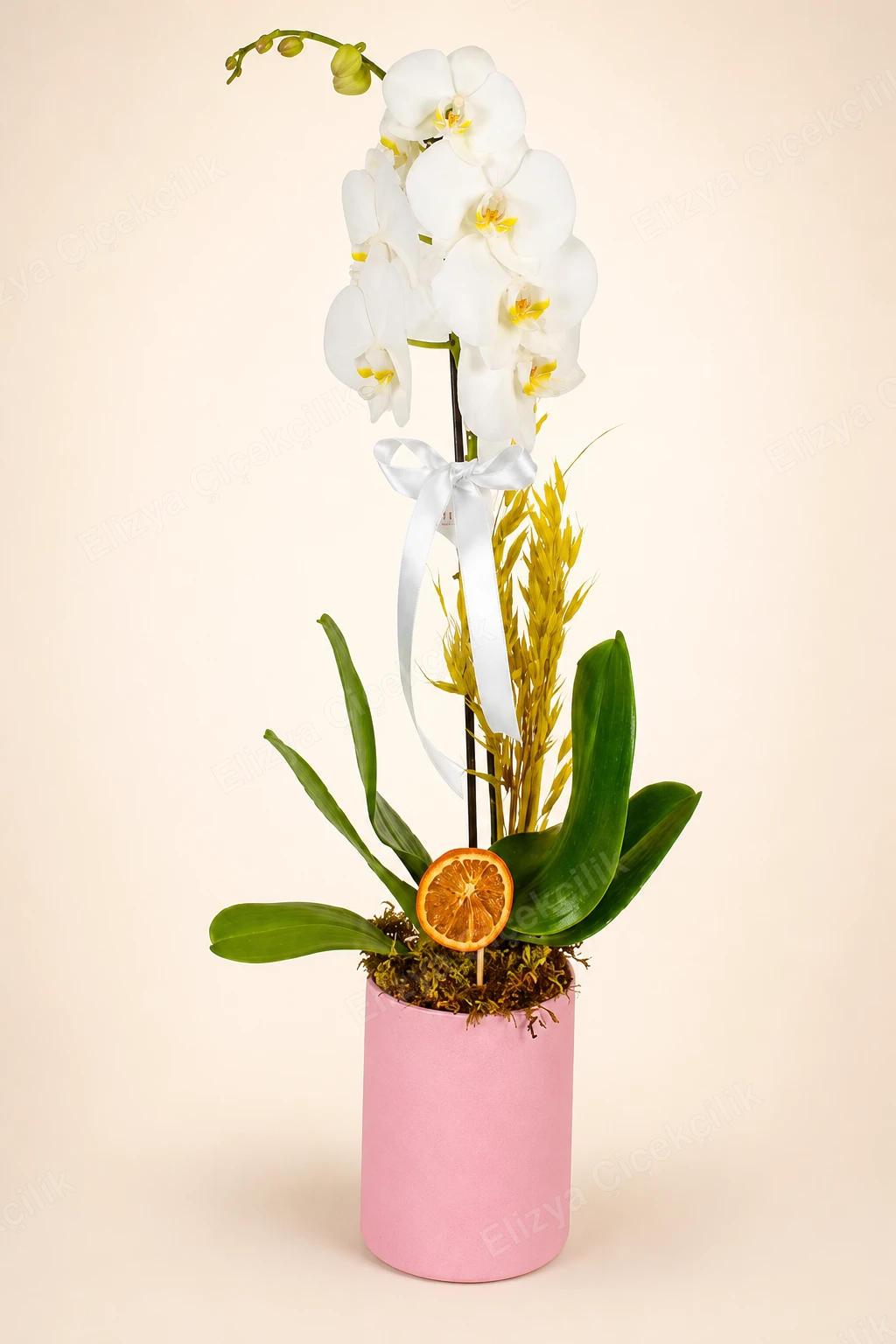 Angelic White — Tek Dallı Beyaz Orkide
