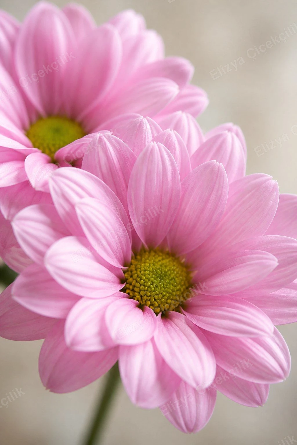Blush Daisy Charm — Pembe Papatya Krizantem Buketi — görsel 3