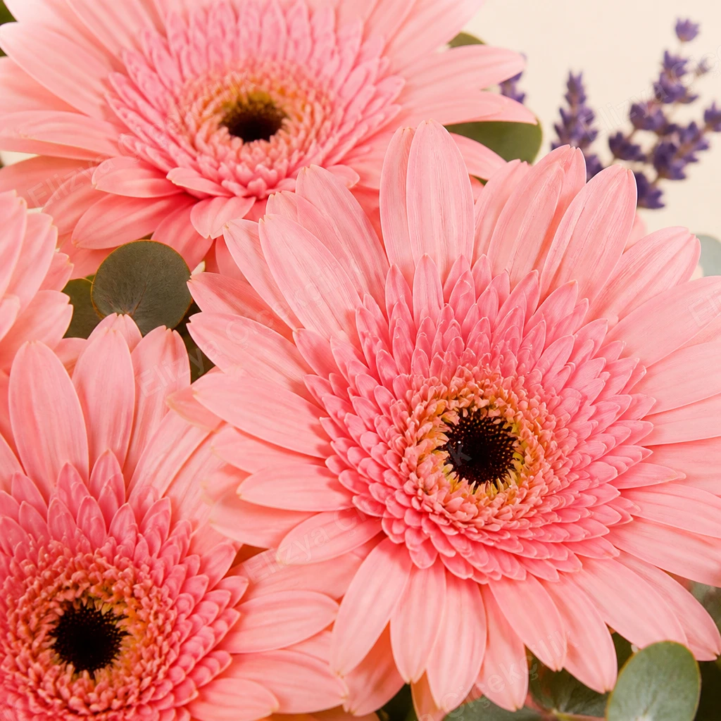 Rosy Gerbera — Pembe Gerbera — görsel 3