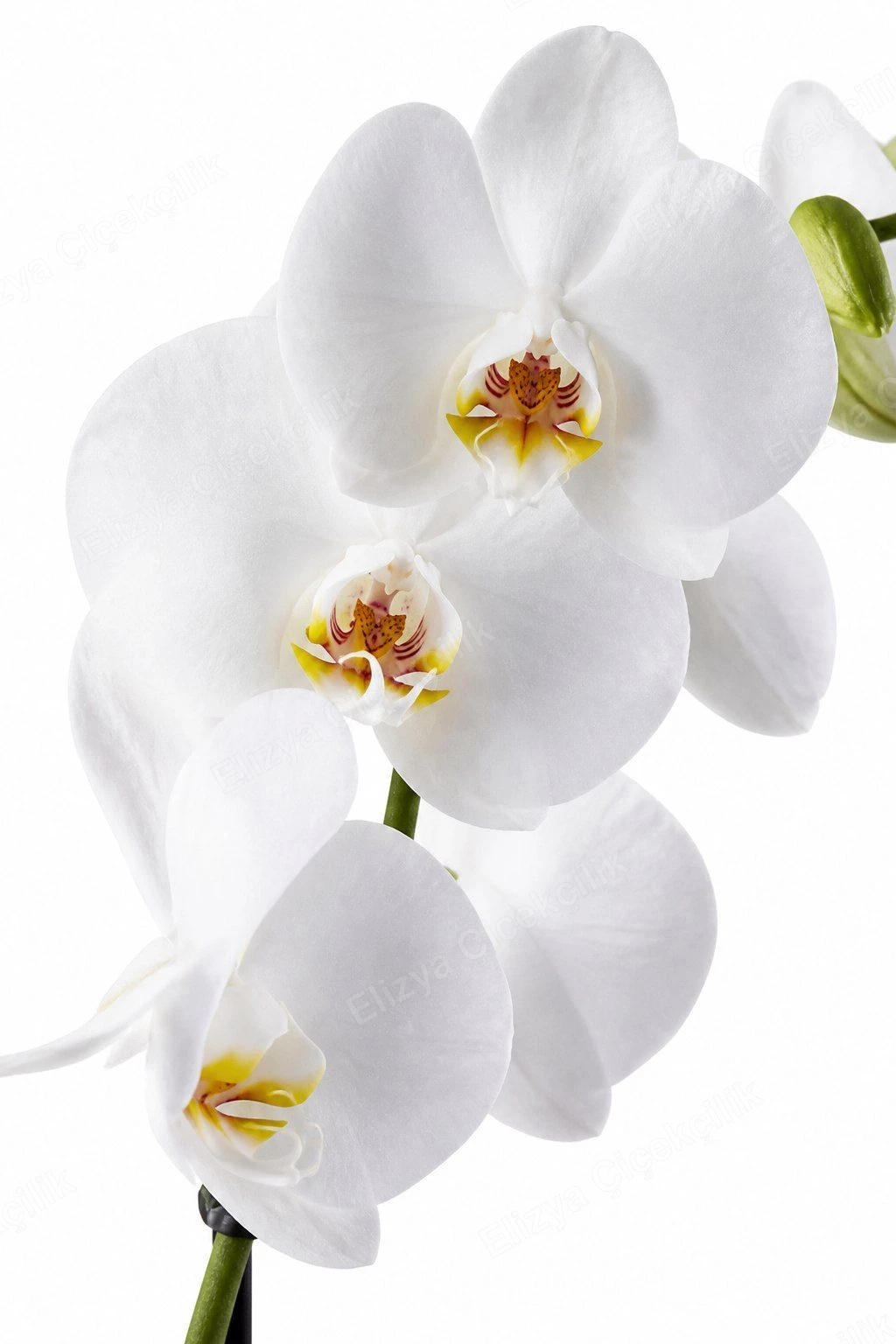 Pure Elegance — Tek Dallı Beyaz Orkide — Gül Kurusu Ambalaj — görsel 3
