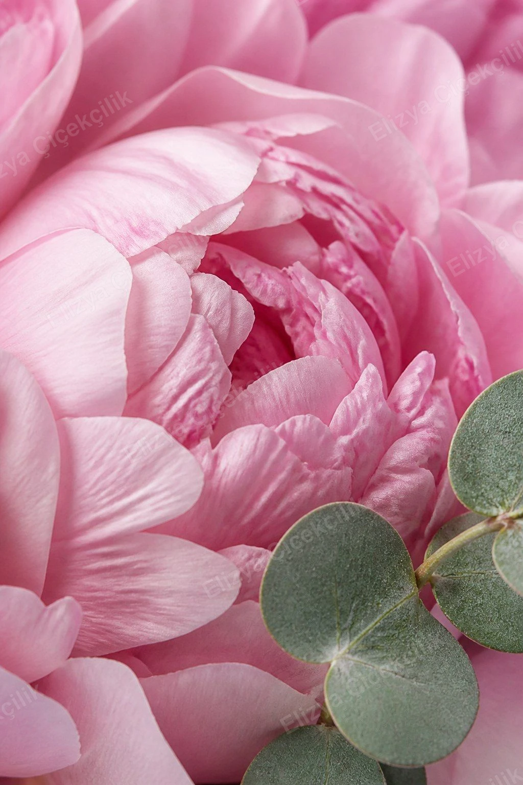 Blush Peony Dream — 60 Pembe Şakayık Buketi - Okaliptuslu — görsel 3