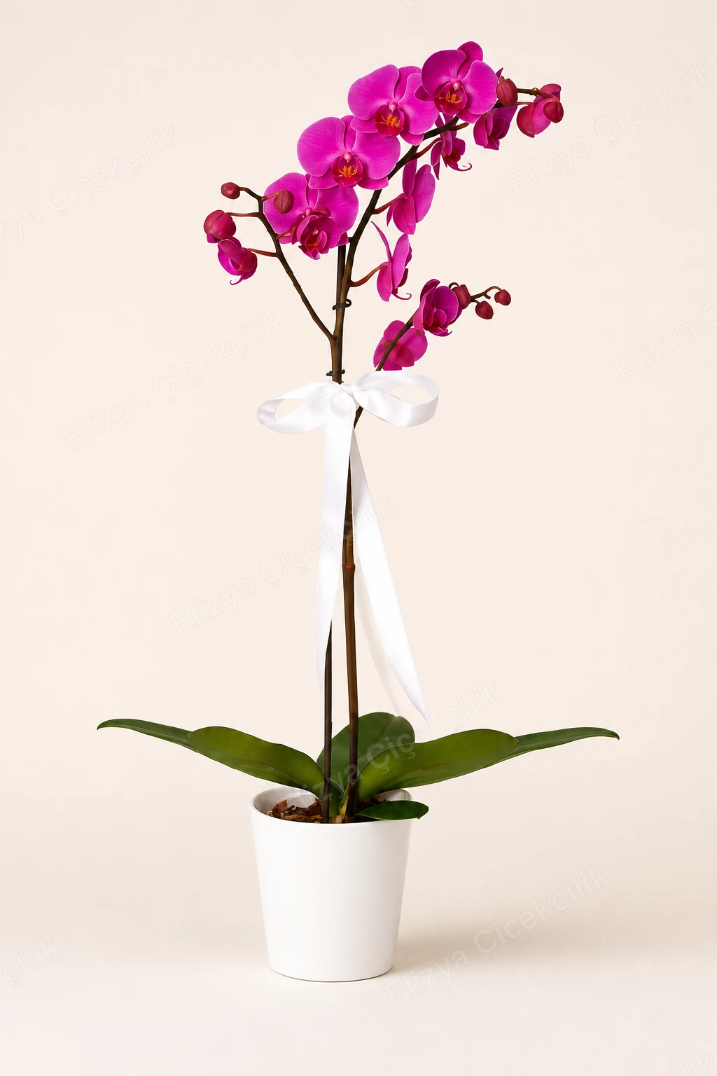 Violet Charm — Tek Dallı Mor Orkide