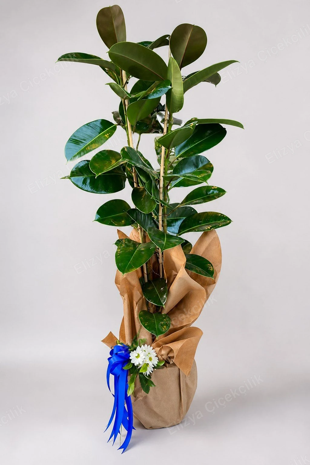 Verdant Charm — Kauçuk Bitkisi (Ficus Elastica) Kraft Ambalajlı — görsel 3