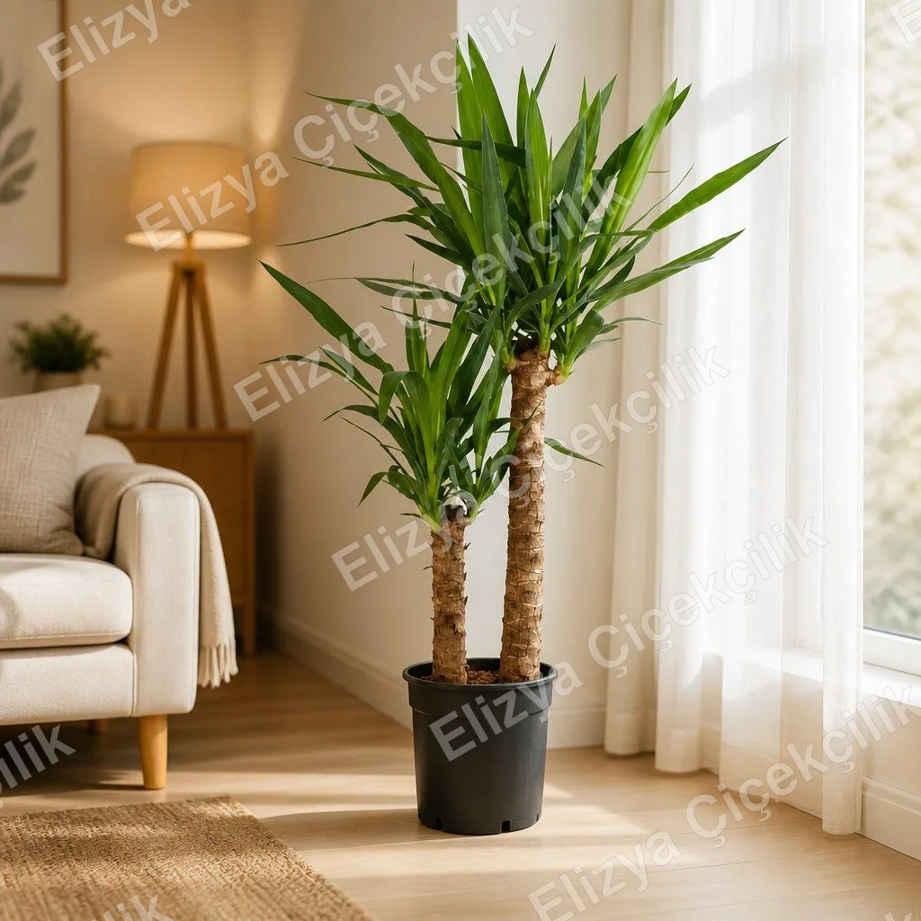 Çift Gövdeli Yucca Salon Bitkisi Saksıda — görsel 3