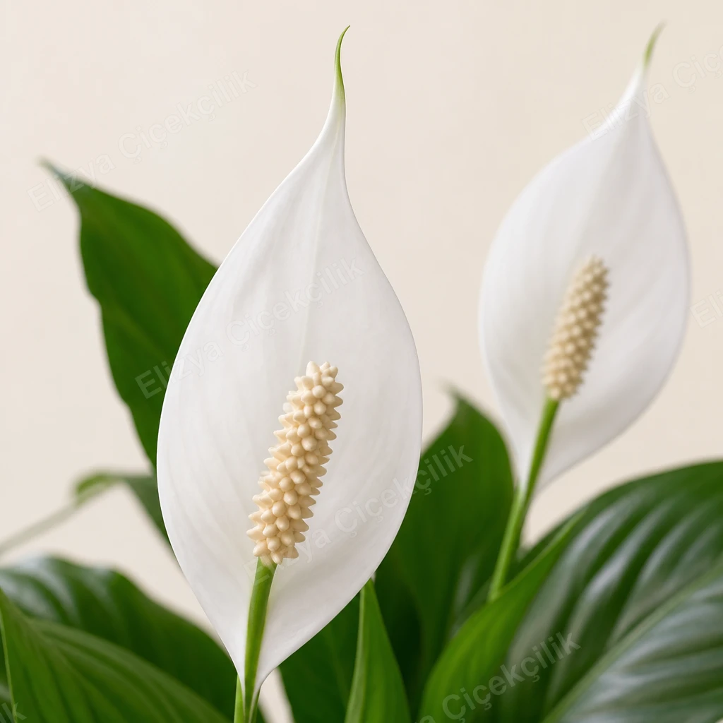 White Serenity — Barış Çiçeği Spatifilyum — görsel 3