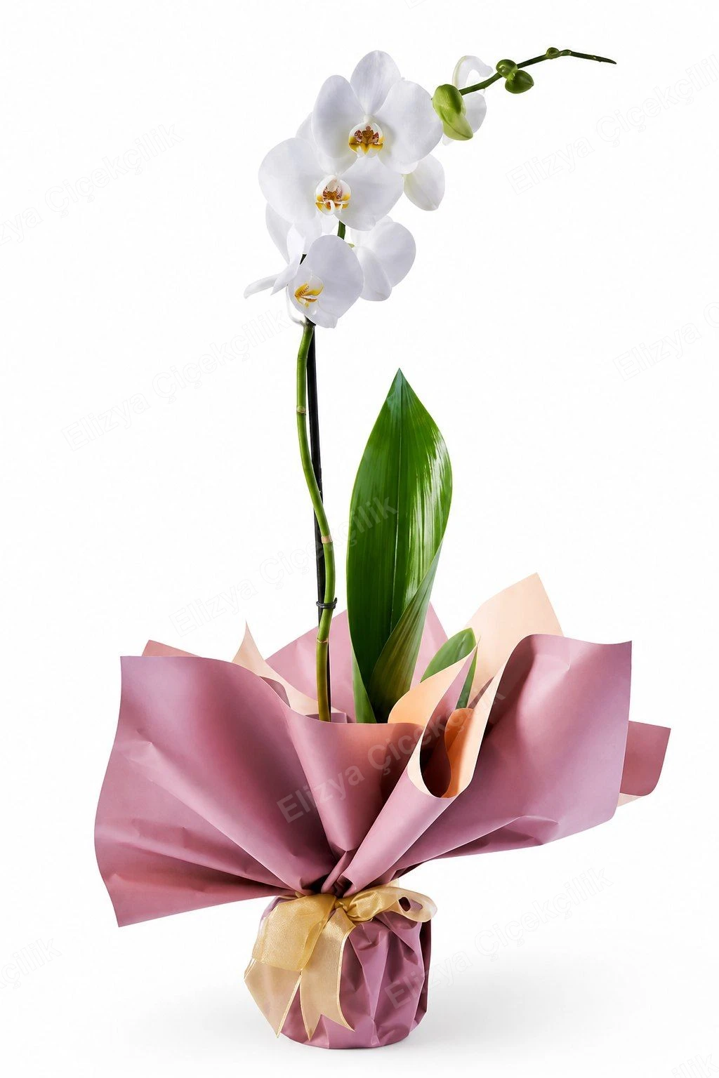 Pure Elegance — Tek Dallı Beyaz Orkide — Gül Kurusu Ambalaj — görsel 2