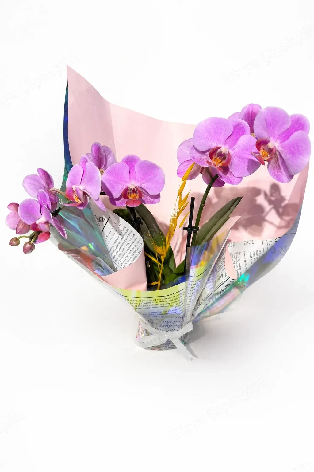 Purple Dream — Mor Rüya Midi Orkide — görsel 2