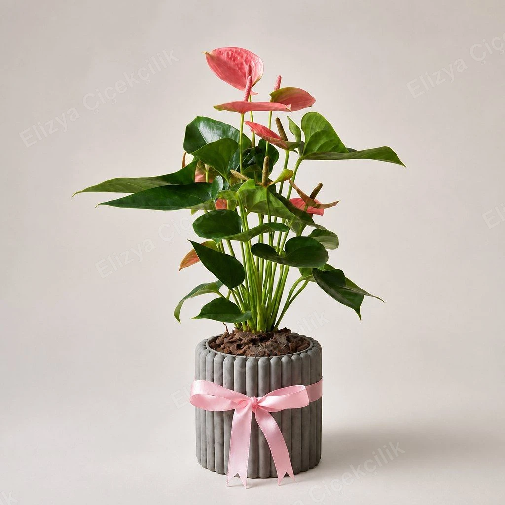 Blush Flamingo — Pembe Antoryum