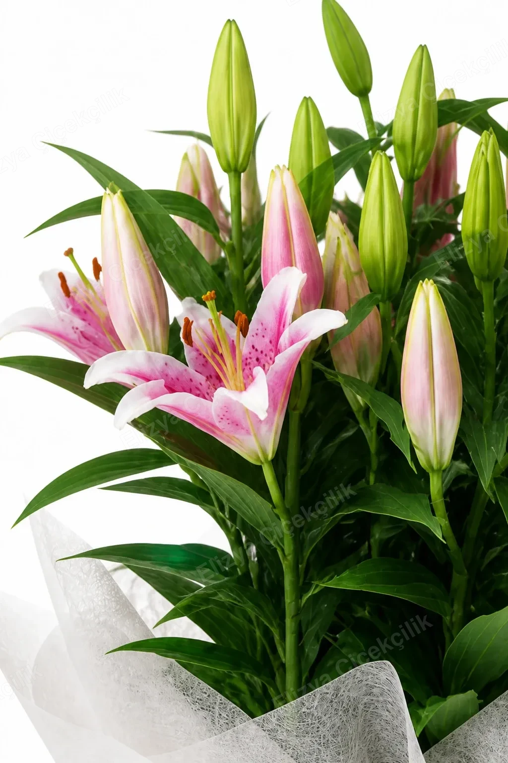 Pink Lily Elegance — Pembe Zambak Zarafeti — Lilyum — görsel 4