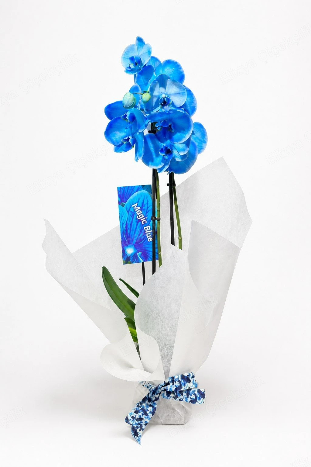 Enchanted Blue Orchid — Büyülü Mavi Orkide