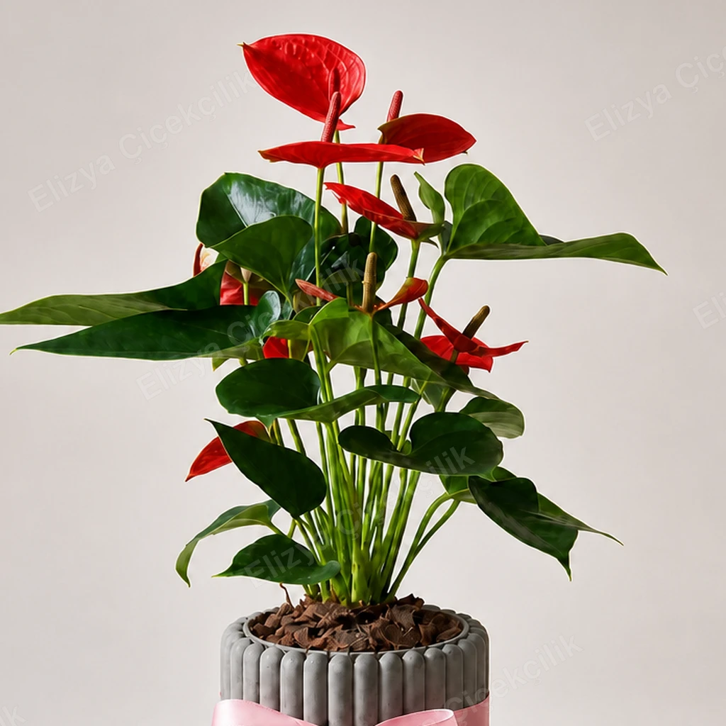 Red Flamingo — Kırmızı Antoryum — görsel 2