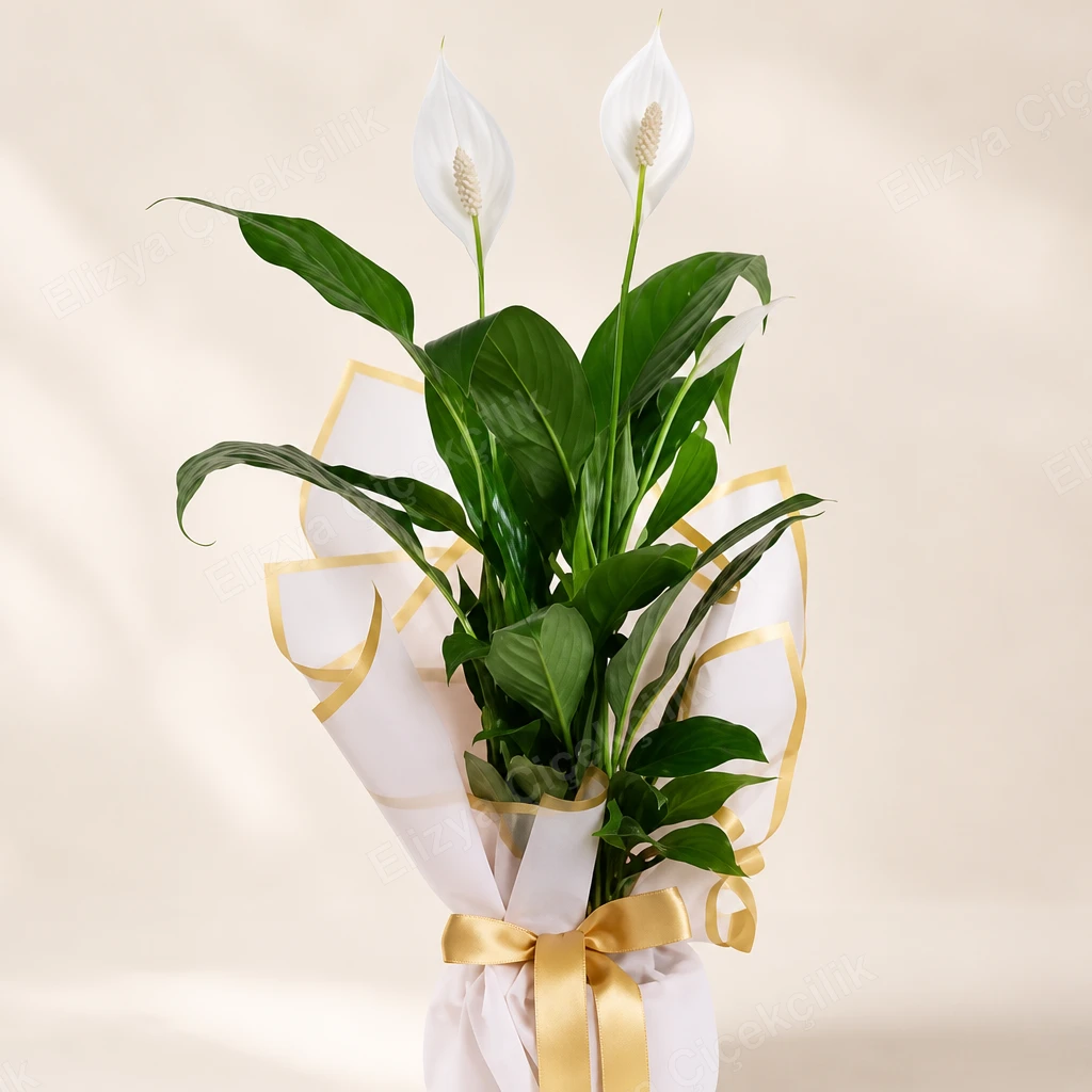 White Serenity — Barış Çiçeği Spatifilyum — görsel 2