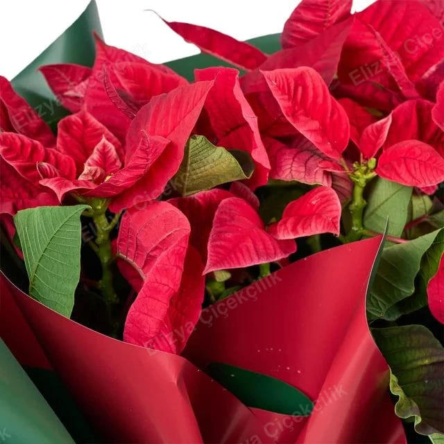 Festive Crimson Star — Atatürk Çiçeği (Poinsettia) - Yılbaşı Saksı — görsel 3