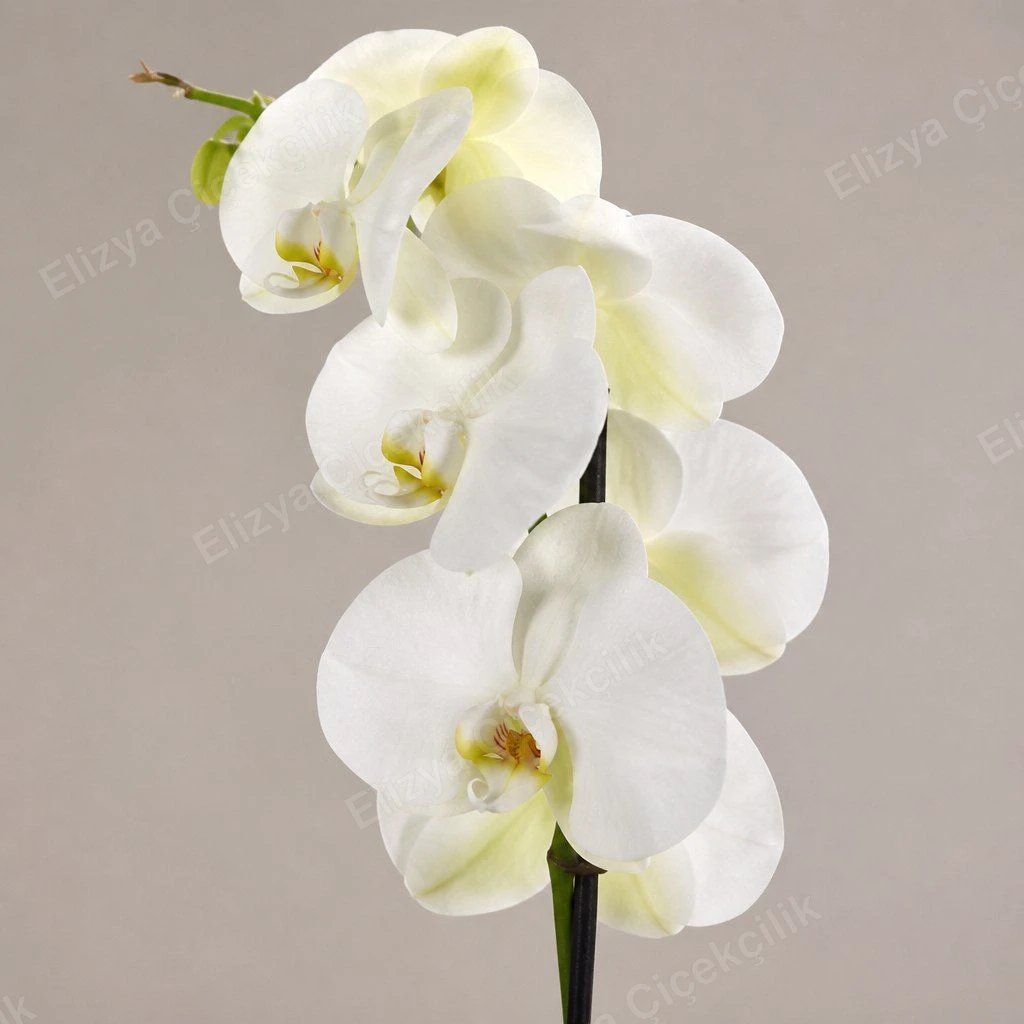 Serene White — Tek Dallı Beyaz Orkide Aranjmanı — görsel 2