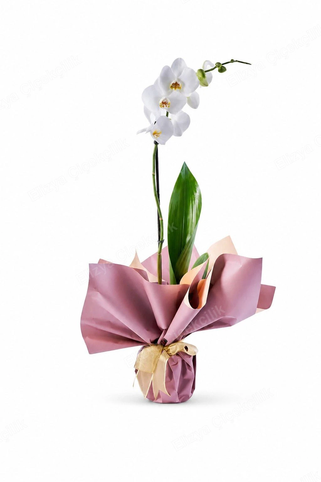 Pure Elegance — Tek Dallı Beyaz Orkide — Gül Kurusu Ambalaj