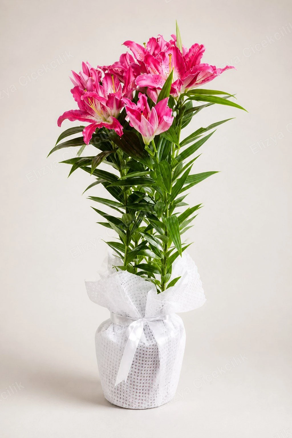 Blush Star Charm — Pembe Oryantal Lilyum (Stargazer) Beyaz File Ambalajlı — görsel 2