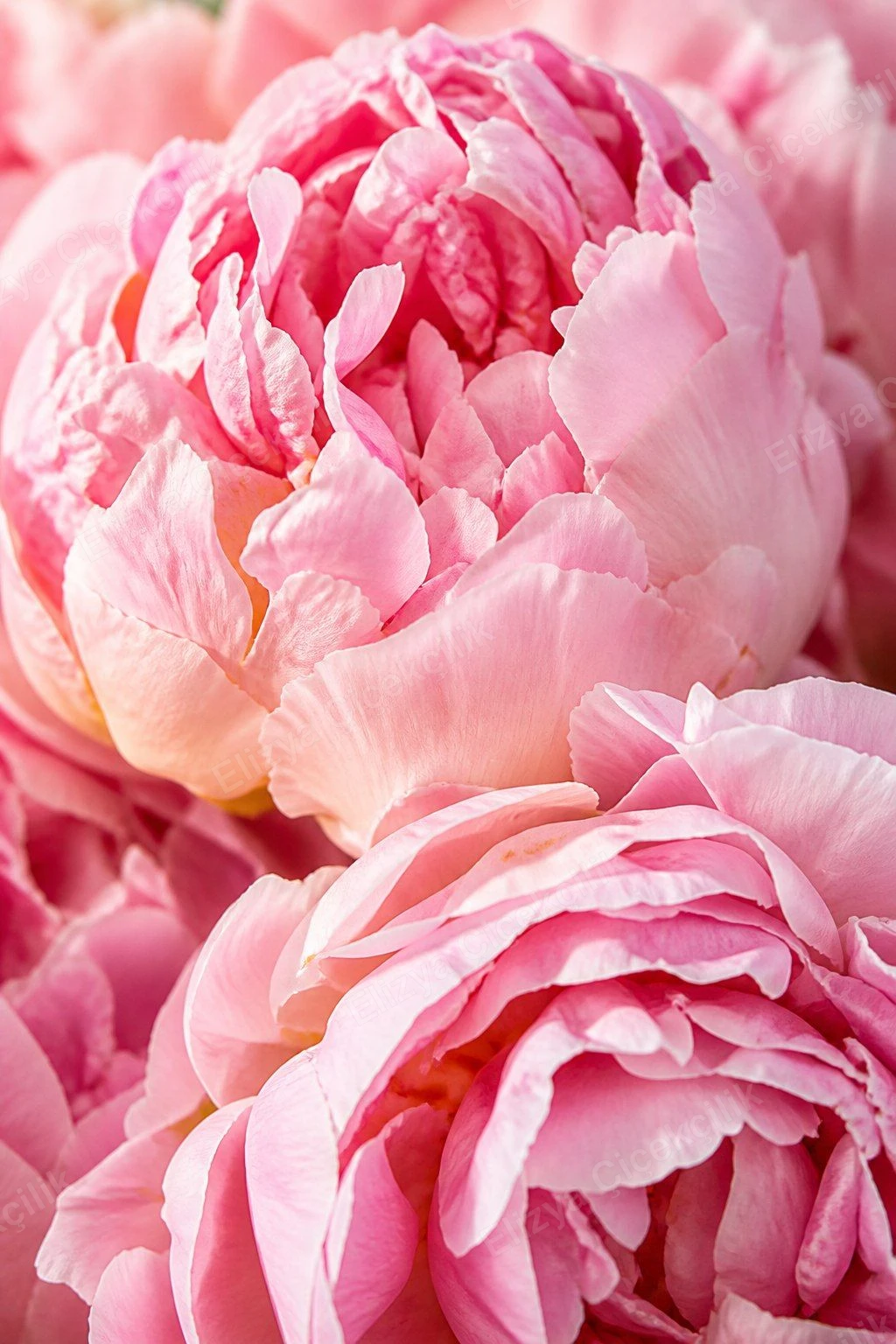 Hundred & One Peonies — 101 Pembe Şakayık Buketi - Somon Kraft Ambalajlı — görsel 3