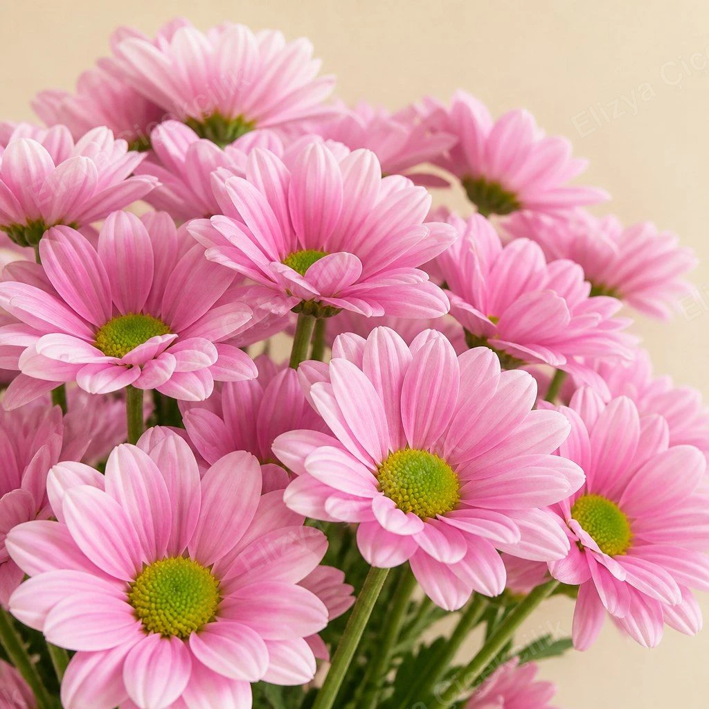 Blush Bloom — Pembe Papatya Krizantem Buketi — görsel 2