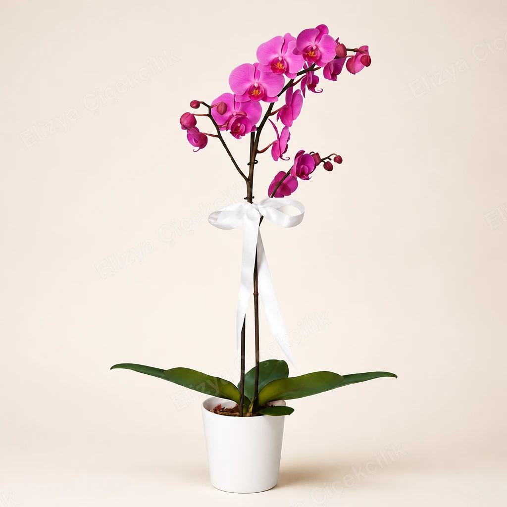 Violet Charm — Tek Dallı Mor Orkide — görsel 2
