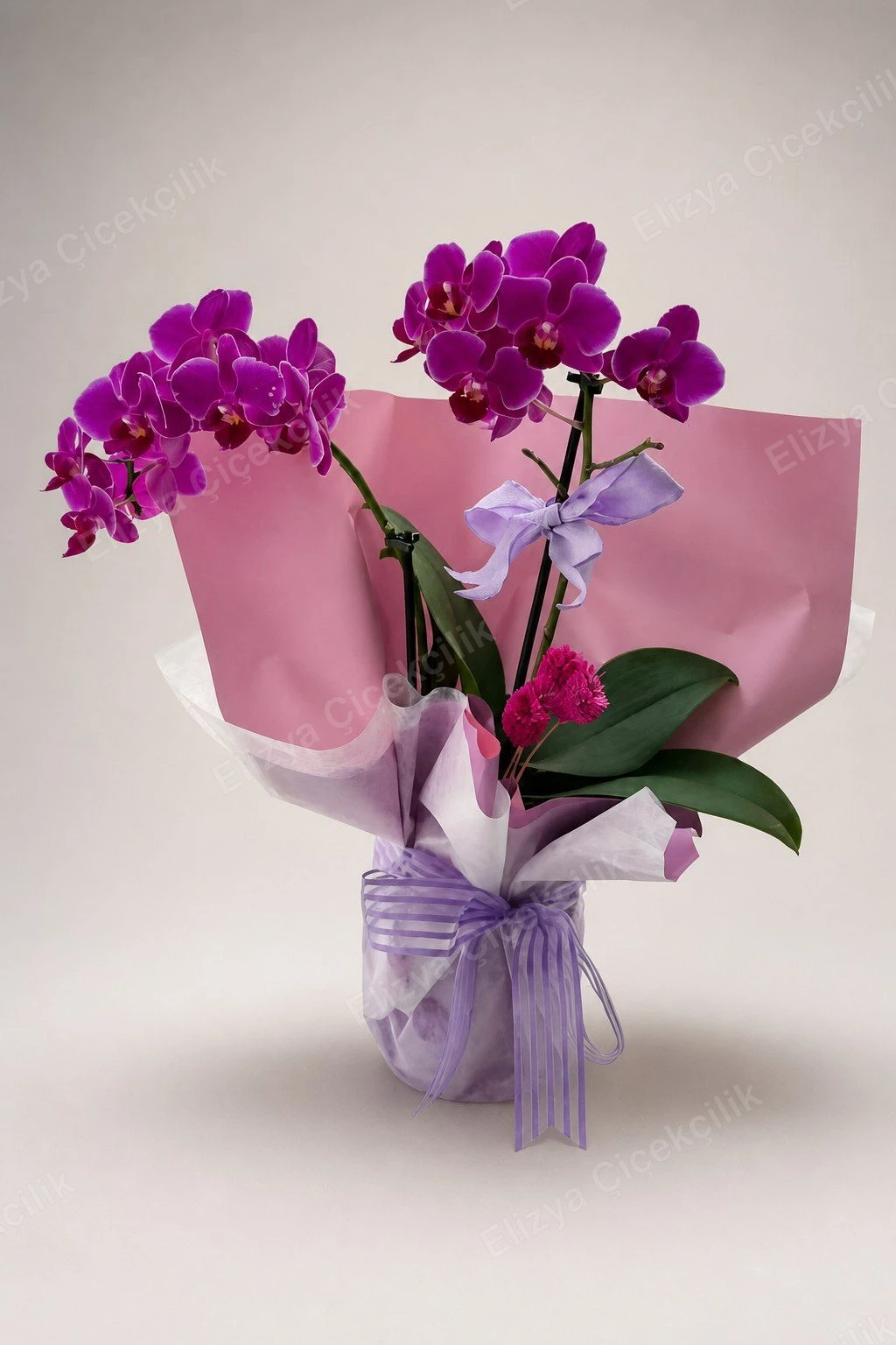Fuchsia Charm — Fuşya Mini Orkide