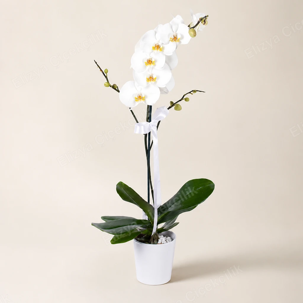 Snow Grace — Tek Dallı Beyaz Orkide — görsel 2