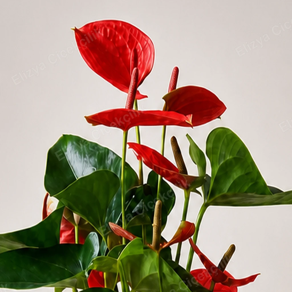 Red Flamingo — Kırmızı Antoryum — görsel 3