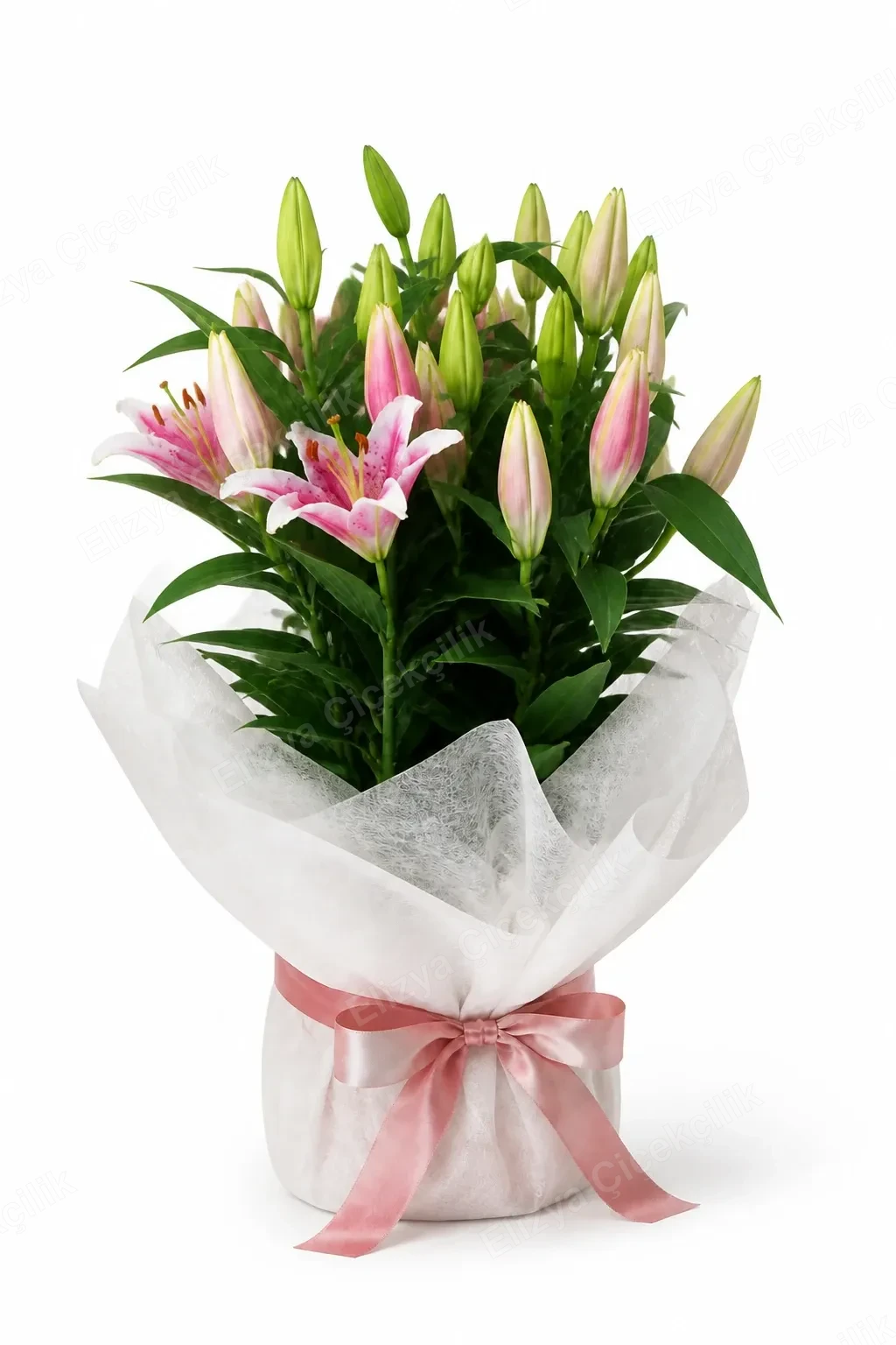 Pink Lily Elegance — Pembe Zambak Zarafeti — Lilyum — görsel 3