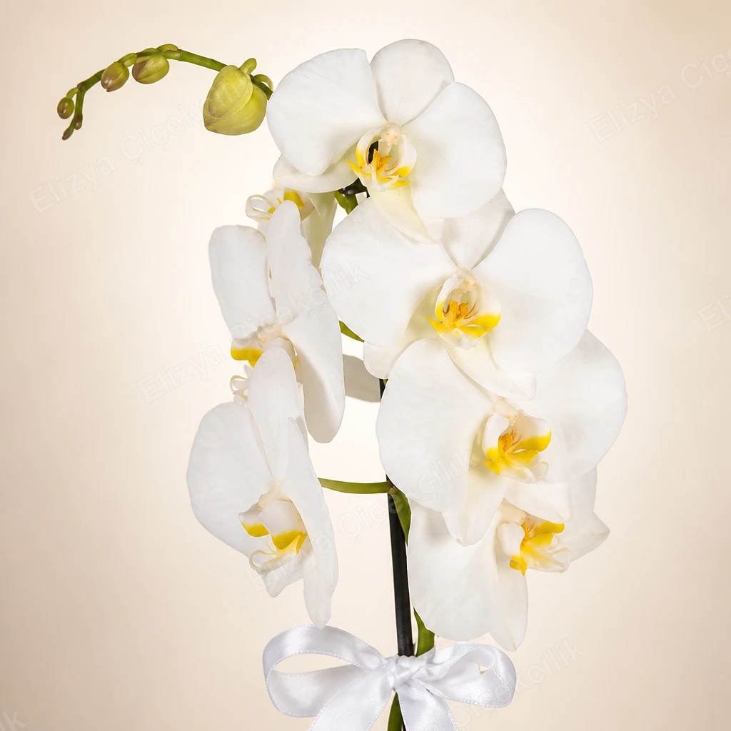 Angelic White — Tek Dallı Beyaz Orkide — görsel 3